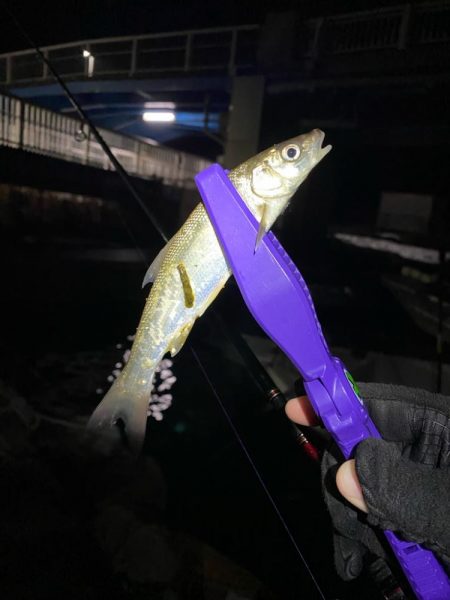 めちゃ久々の釣行