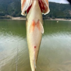 ボチボチ春か?🌸