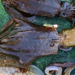 キロアップ2ハイ