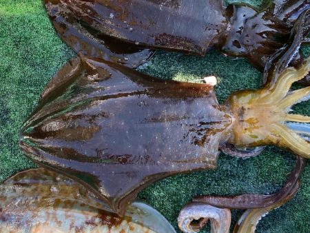 キロアップ2ハイ