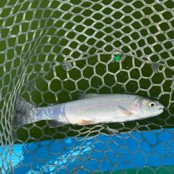 ラストトラウト