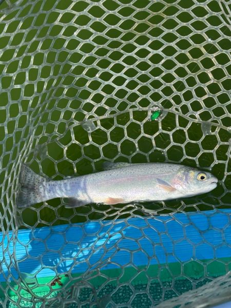 ラストトラウト