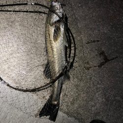 アフターシーバス