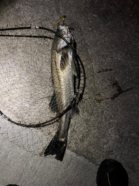 アフターシーバス