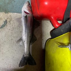 ボートシーバス