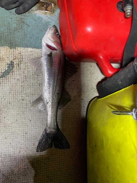 ボートシーバス