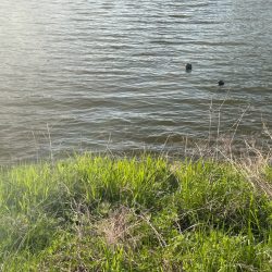 春のカーピング！