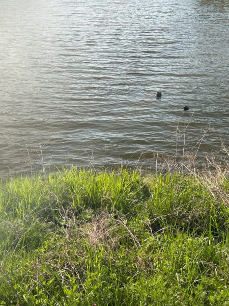 春のカーピング！