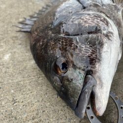 エビ撒きでチヌ好調です