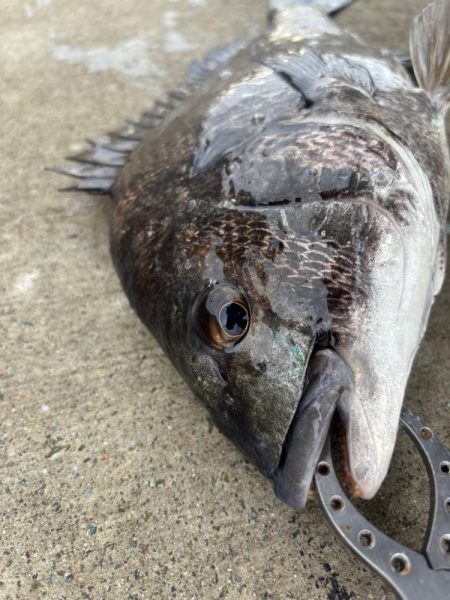 エビ撒きでチヌ好調です