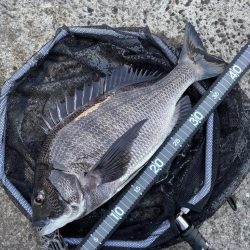 ヘチってきました