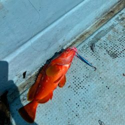 ダイソージグで根魚