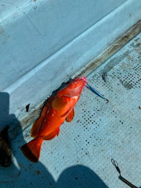 ダイソージグで根魚