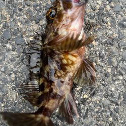 春のライトロック