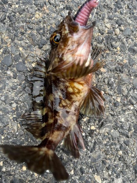 春のライトロック