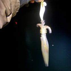 【三方エリア】ヤリイカ探し