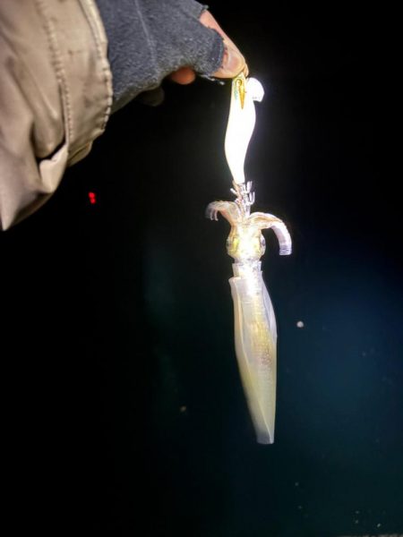 【三方エリア】ヤリイカ探し