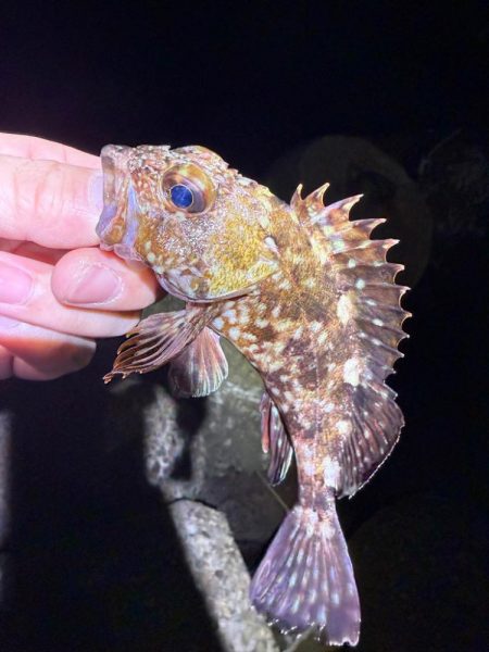 寒い！寒すぎる！