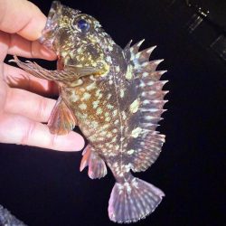 絶好の釣り日和じゃない？