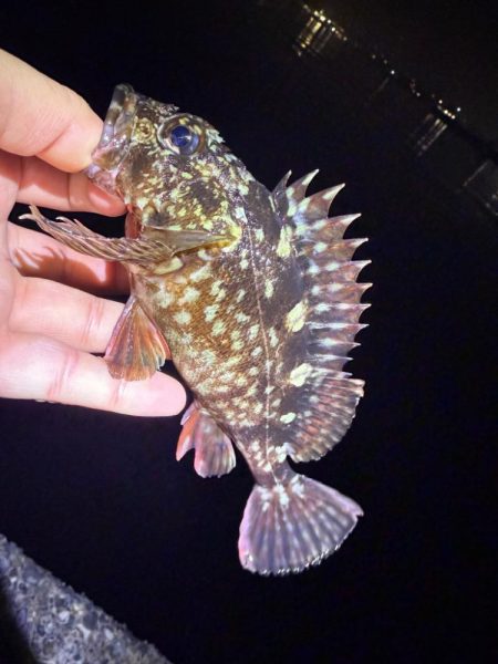 絶好の釣り日和じゃない？