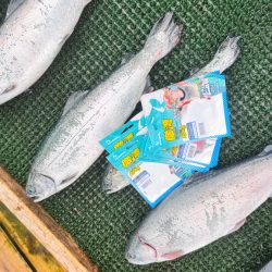 サーモン/脈釣り