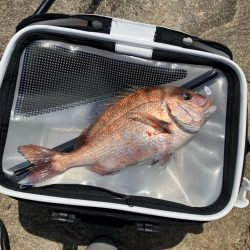 マダイの磯釣り