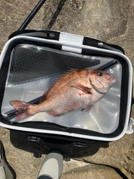 マダイの磯釣り