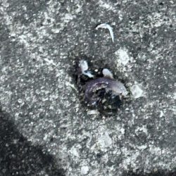 はじめてちゃんとバチ抜けパターンやれた！