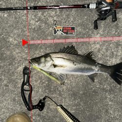 バースデーフィッシュ頂きました!