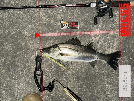 バースデーフィッシュ頂きました!