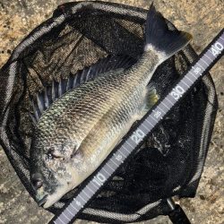 ヘチってきました