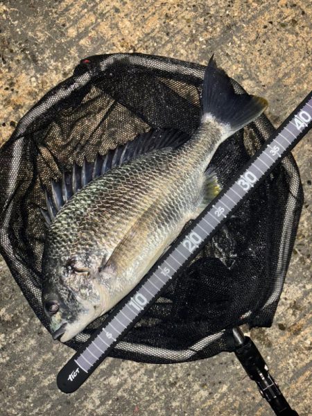 ヘチってきました