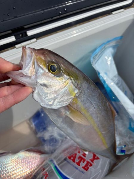 伊勢湾ジギング