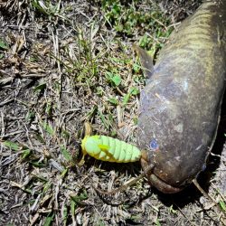 私も2025年、ナマズ開幕しました！！