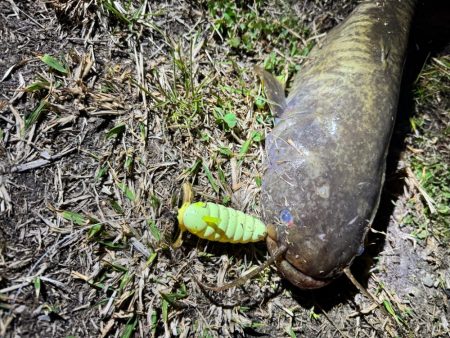 私も2025年、ナマズ開幕しました！！