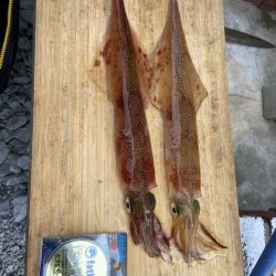 良型ヤリイカでお土産確保