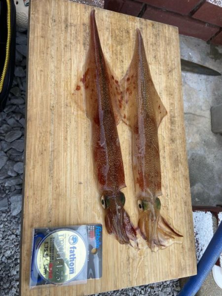 良型ヤリイカでお土産確保