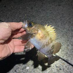明石春メバル
