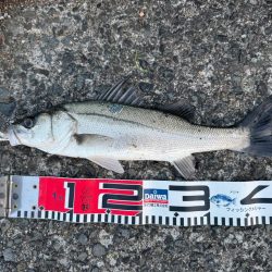 花見ガレイを狙いに