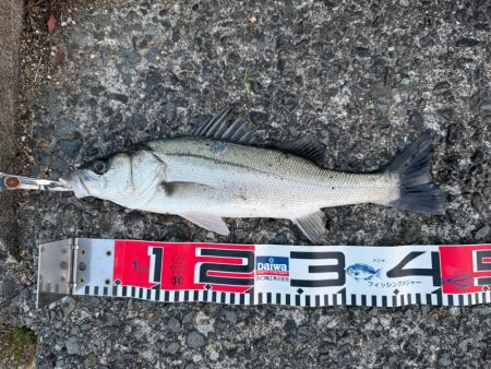 花見ガレイを狙いに