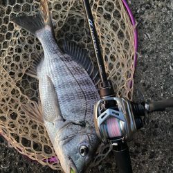 夕まずめチニング!