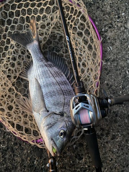 夕まずめチニング!