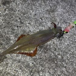 ヤリイカウキ釣り|コンスタントに釣れて良い感じ♪