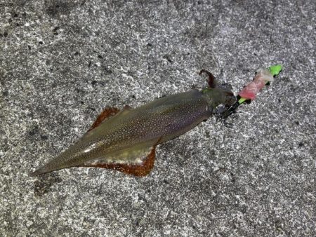 ヤリイカウキ釣り|コンスタントに釣れて良い感じ♪