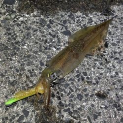 自作ササミ最強！ヤリイカ好調♪