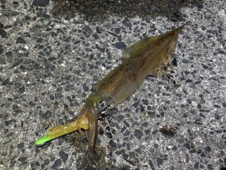 自作ササミ最強！ヤリイカ好調♪