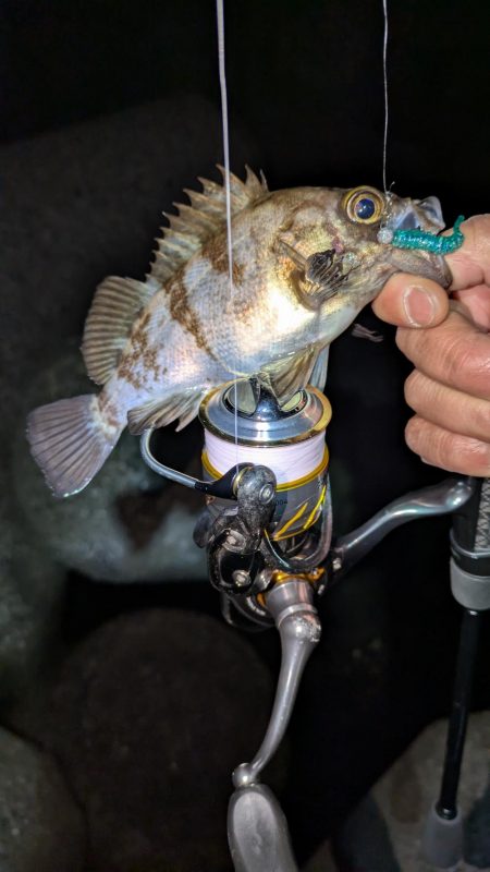 メバリング再始動