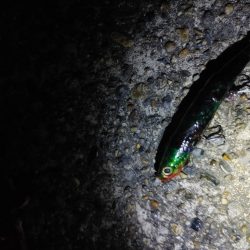 フッコ45cmと38cm