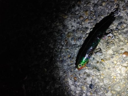 フッコ45cmと38cm