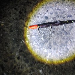 フッコ38cmと40cm